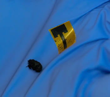 Metal-free antennas made of thin, strong, flexible carbon nanotube films are as efficient as common copper antennas, according to a new study by Rice University researchers. (Credit: Jeff Fitlow/Rice University)