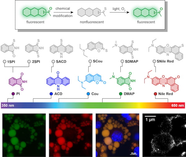 At top, a sequence shows the design of thio-caged dyes designed at Rice University to be triggered by visible light. At bottom, confocal and super-resolution imaging of a lipid droplet in living adipocytes incubated with BODIPY (green), SNile Red (red) and Hoechst 33342 (blue), followed by photoactivation using a 561 nm laser. Scale bar: 10 µm. Scale bar for super-resolution image of lipid droplet labeled with SNile Red, bottom right: 1 µm. Courtesy of the Xiao Lab