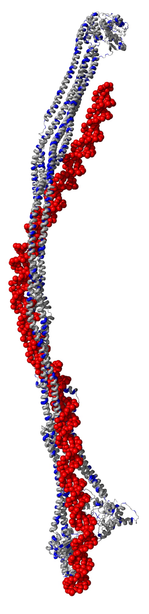 Snake-like proteins can wrangle DNA | EurekAlert!