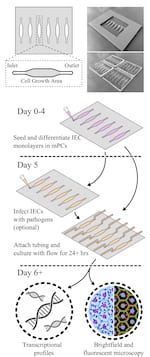 Researchers at Rice University and Baylor College of Medicine developed millifluidic perfusion cassettes (mPCs) that mimic conditions in the intestines to evaluate infections like those that cause diarrhea. The devices formed from 3D-printed molds (top right) were seeded with intestinal enteroid cultures (IECs) and infected with pathogens for 24 hours or more to see how infections take hold. (Credit: Illustration by Rice University/Baylor College of Medicine)